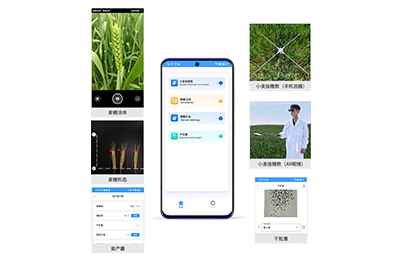 鄂尔多斯市小麦亩穗数分析仪IN-XM02