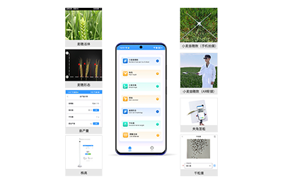 鄂尔多斯市小麦表型测量仪IN-XM05